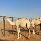 ثلاث مفاريد بريه
