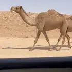 للبيع بكره كفو