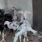 دجاجه سنديه بفروخها