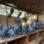 حمام طرح لأهل الصقور