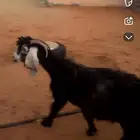 للبيع عنز حايل