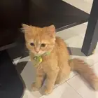 قطه للتبني بدون مقابل