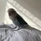 روز على السوم
