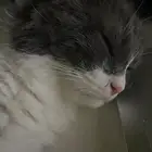 قط اليف ولعوب للبيع