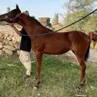 مهره