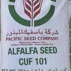 بذور