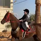 فرس واهو لقاح على فحل طيب بسعر مغري