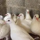 حمام فرنسي