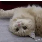قطه جميله شيرازي