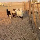 نعيم جذعات