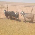 معزا بريات
