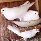 مطلوب حمام فرنسي