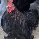 ديك كوشن
