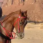 حصان واهو البيع شعبي