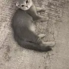 قط سكوتش فولد للبيع