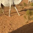 للبيع بكره رمانيه