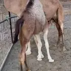 بكره فل كفو فل للبيع التواصل اتصال