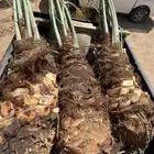شيشي كبار