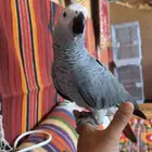 طير كاسكو