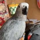 ببغاء كاسكو