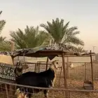 خروف نجدي