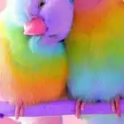 اقبل تبني وفندقه طيور جميع الطيور با ارخص الاسعار