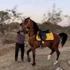 حصان شعبي الي يعرف حصان هذه او راعيه يتوصل معي