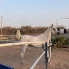 فرس واهو