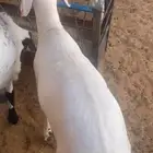 طلي