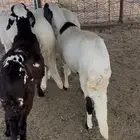 سواكن بيض جذعان