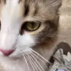 قطوه أليفه تحب تلعب