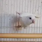 ذكر روز البينو عيون حمر منتج