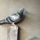 حمام زاجل