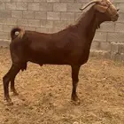 فحل ادهم ثني مشروط