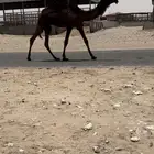 للبيع قعود الكفووو مفرود