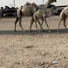 للبيع بكر خلفه الكفووو تحتها قعود