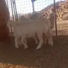 للبيع رخال حرش العدد 5 نظاف