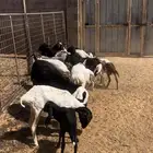 للبيع شياه برابر مواليد