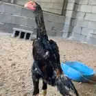 شامو ياباني