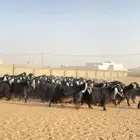 معزا عوارض صنف مراح