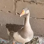 وز للبيع العدد 4