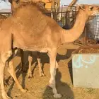 قعودين وبكره العمر سبعه اشهر