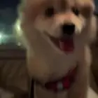 جرو جميلل