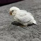 فرخ روز للبيع