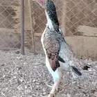 دجاجه المانية تووب