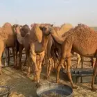 قعدان