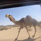 ضروبة باكستانية كفو