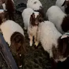 بهم نعيم هرفي