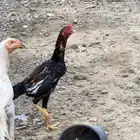 دجاج باكستاني