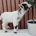 مواليد صغار الماعز القزم